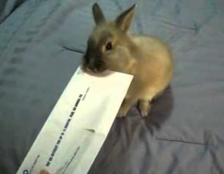 Bunny Opening Letter