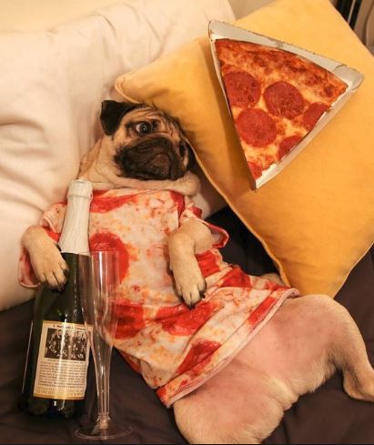 pug wants pizza