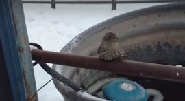 Man Rescues Bird Frozen to Metal Pole