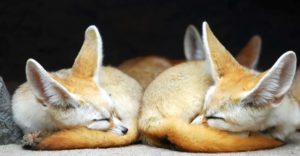 Cute Fennec Fox