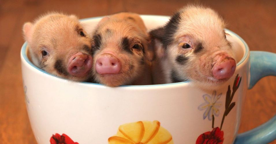 teacup pigs in boots